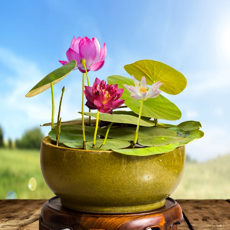 碗莲水培植物花卉植物室内花庭院四季水生睡莲养微型荷花迷你盆栽