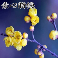 梅花盆景树桩盆栽腊梅苗梅花树苗红梅绿梅花卉绿植梅兰竹菊