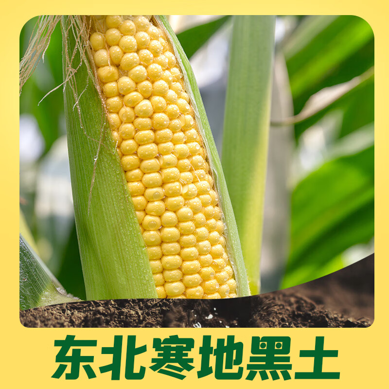 十月稻田黄糯玉米1.76kg软糯高清大图
