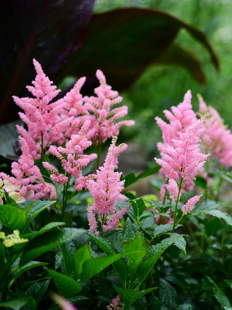 落新妇盆栽苗阳台庭院花园耐寒耐阴多年生花卉四季种植开花植物