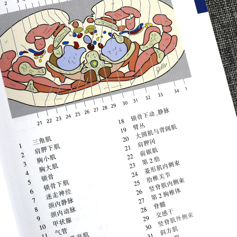 [醉染正版]CT与MRI袖珍断层解剖图谱 卷-头颈部+CT与MRI袖珍断层解剖图谱 卷 胸 心 腹 盆腔 第4版李 编天高清大图