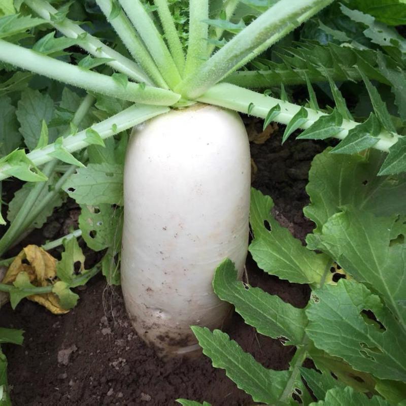湛航 东北白萝卜 农家自种新鲜大萝卜 水果萝卜泡菜萝卜甜脆生吃炖汤