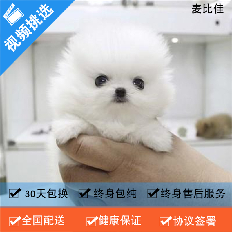 麦比佳 纯种哈多利系球体博美犬活体动物 茶杯博美犬 日系俊杰双血统长不大的茶杯狗白色博美犬 赛级博美犬活体狗狗纯种博美犬高清大图