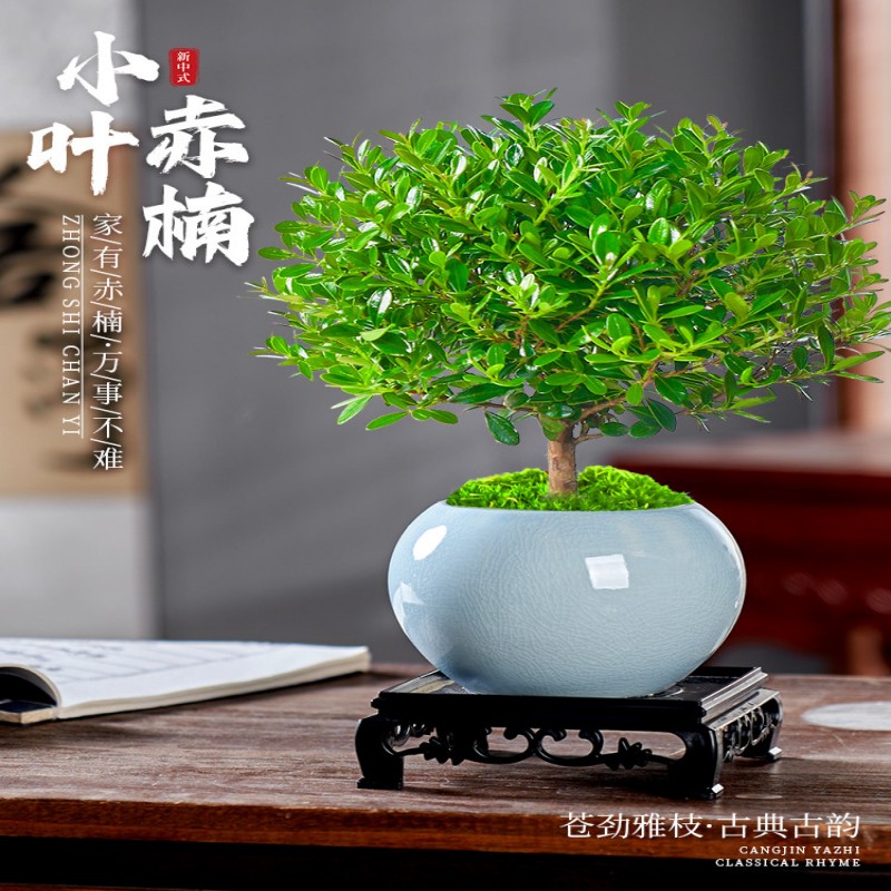 苏宁 龙云天盾 小叶赤楠盆栽老桩植物苔藓小叶赤楠+冰釉浅蓝陶瓷盆+肥料+送底托高清大图