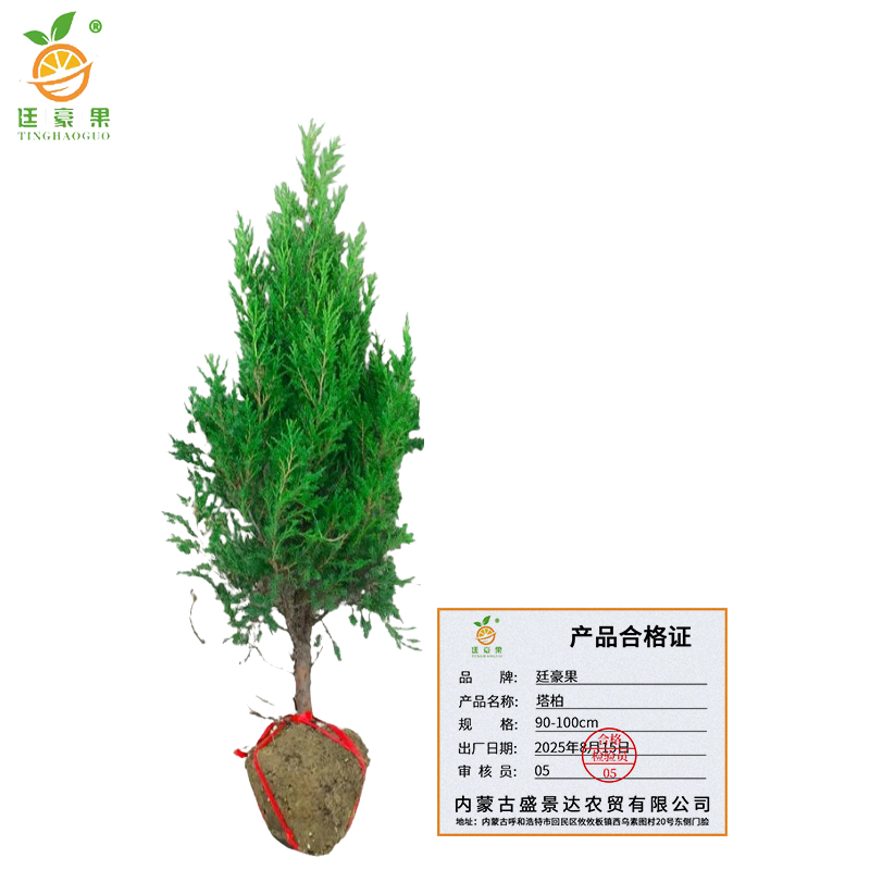 廷豪果 塔柏 90-100cm /棵高清大图