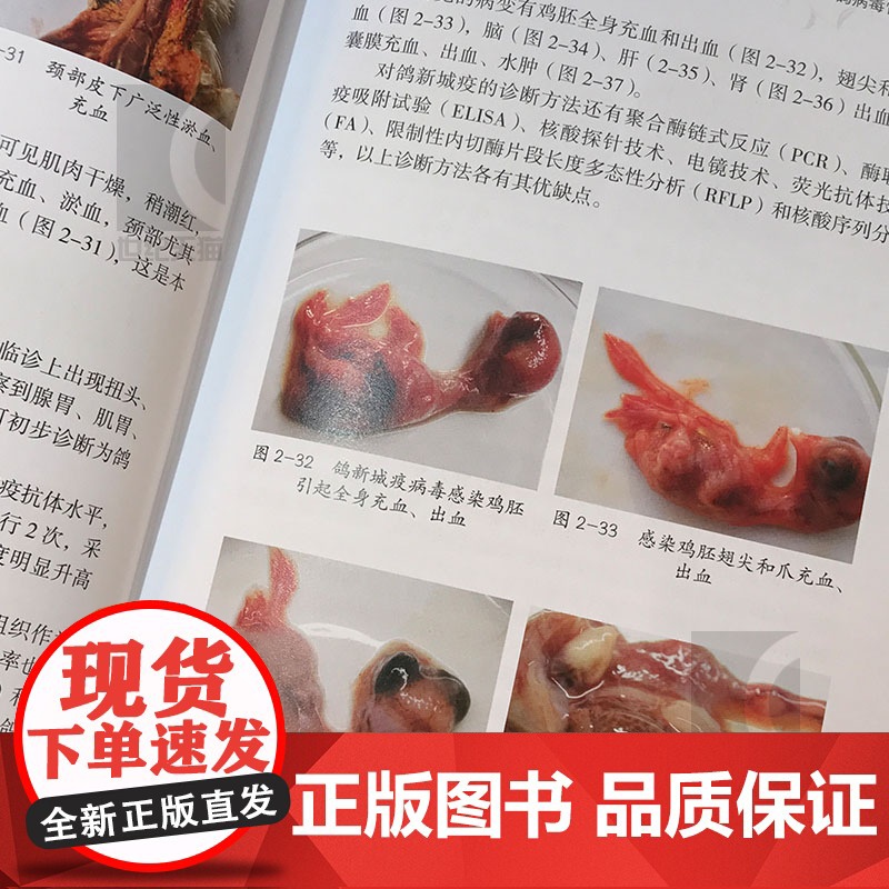 鸽病防治图谱 精装 赵宝华 养鸽参考书 50种鸽常见病 鉴别方法介绍详细 综合防治技术 正版图书籍 上海科学技术出版社高清大图