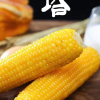 2020黑龙江绿塔富硒甜糯软香粘玉米非转基因笨苞米速冻包装20支 (黄糯)
