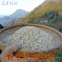 绿植山区野生白茅根500克白茅根干品白毛根甜根坚根茅针白茅
