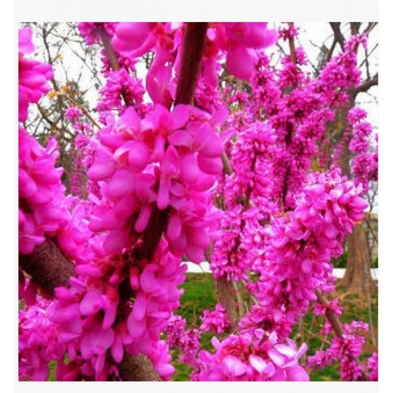 林木种子紫荆花种子紫荆种子满条红苏芳花紫株乌桑箩筐树花林木种子