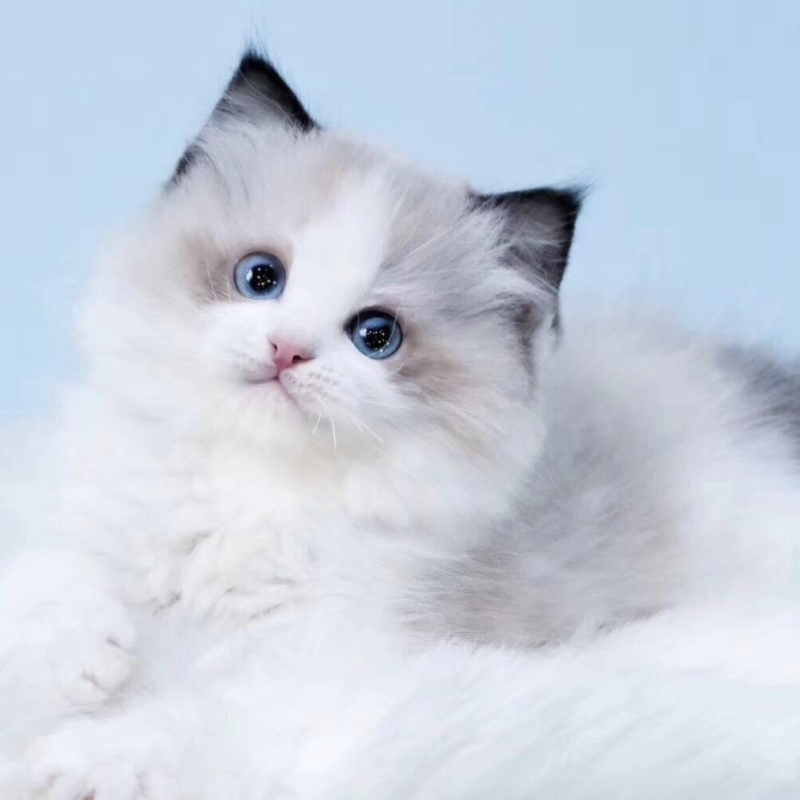 麦比佳 布偶猫幼猫 纯种布偶宠物猫咪活体幼崽 长毛猫 网红仙女猫猫 双血统赛级名猫海豹双色蓝双重点色蓝眼睛有视频高清大图