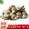 谷本粮农干货小香菇250g*2袋 新鲜椴木小香菇东北特产长白山花菇木耳蘑菇类