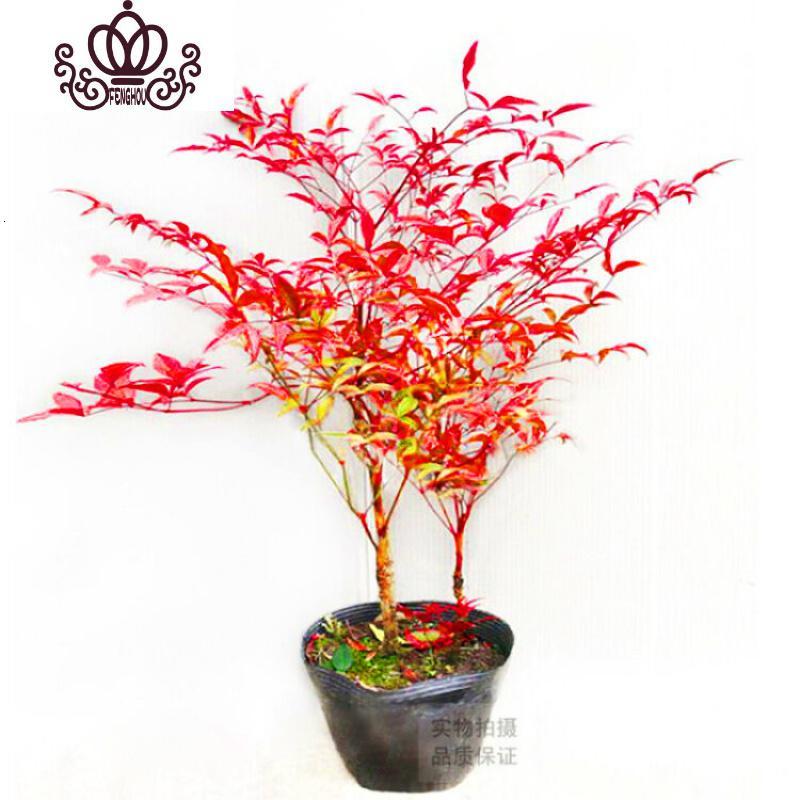 封后南天竹树苗室内盆景植物观果红叶南天竺庭院绿化红天竹盆栽花卉高度60 80厘米 10棵 不含盆图片 高清实拍大图 苏宁易购 封后南天竹树苗室内盆景植物观果红叶南天竺庭院绿化红天竹盆栽花卉高度60 80厘米 10棵 不含盆图片 高清实拍大图 苏宁易购