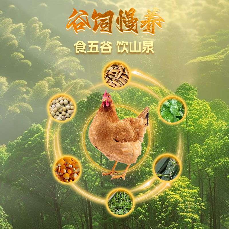 雀淘 正宗皖南黄油老母鸡2-2.3斤/只 3只装 新鲜现杀整鸡净膛冷冻竹林慢养走地鸡高清大图