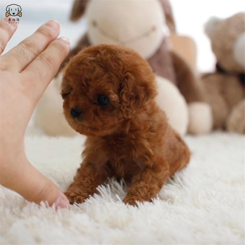 麦比佳 泰迪犬活体狗狗幼犬纯种血统级长不大卷毛泰迪熊犬玩具型标准型微小体茶杯犬泰迪贵宾富贵狗视频挑选高清大图