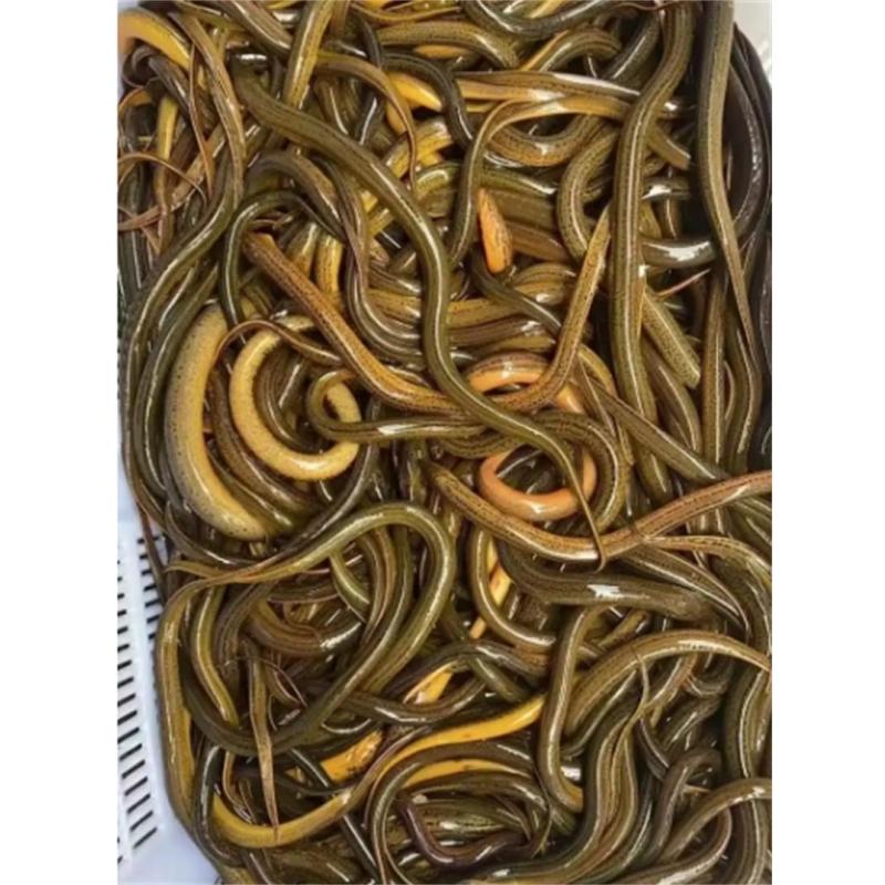 鑫牧盟活鳝鱼/斤