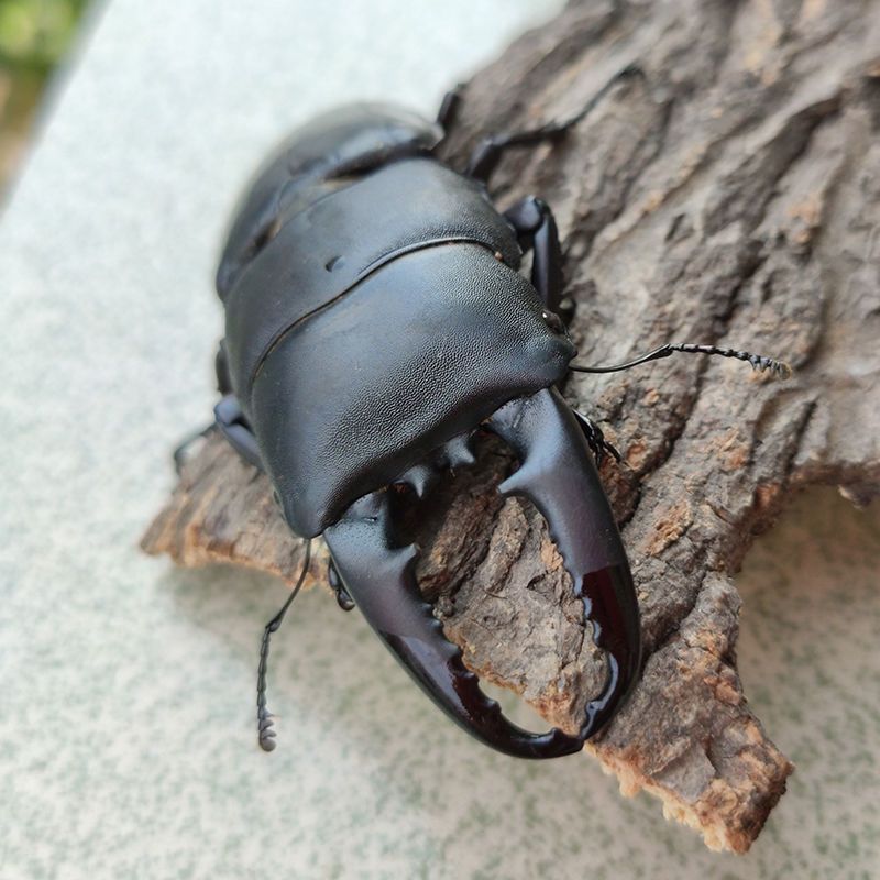 中华大扁锹成虫斗虫昆虫活体宠物甲虫中扁独角仙锹甲锹形虫新手简易