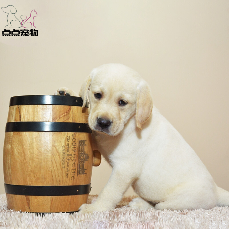 点点宠物 狗狗 宠物狗狗拉布拉多犬幼犬 血统级短毛高智商拉不拉多导盲犬 黄色奶白色黑色可选 公母视频挑选 包健康