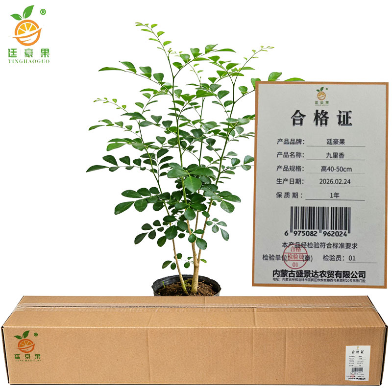廷豪果 九里香 高40-50cm /棵高清大图