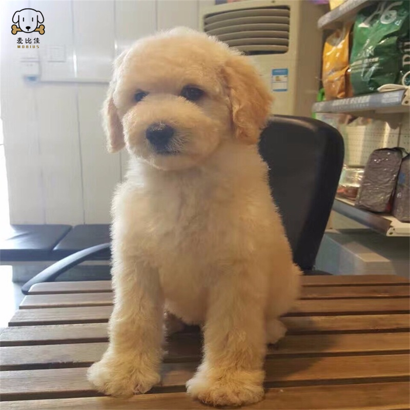 巨型贵宾犬幼犬狗狗活体巨贵幼犬 纯种血统巨大型泰迪贵宾宠物狗 卷毛贵宾大型泰迪狗 健康保障视频挑选高清大图
