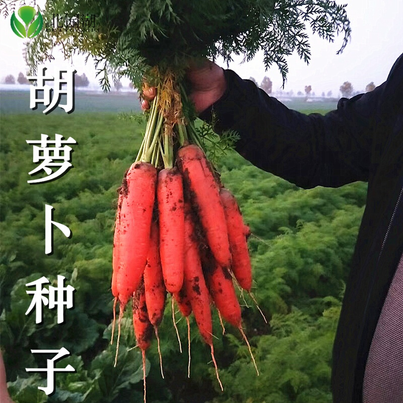 北园湖园艺用品红笋胡萝卜种籽五寸参胡萝卜种子夏秋栽培蔬菜种子高产耐热胡萝卜 价格图片品牌报价 苏宁易购花中岛园艺专营店