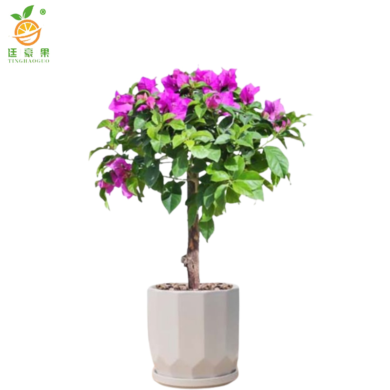 廷豪果 三角梅盆栽 冠幅80cm /株高清大图