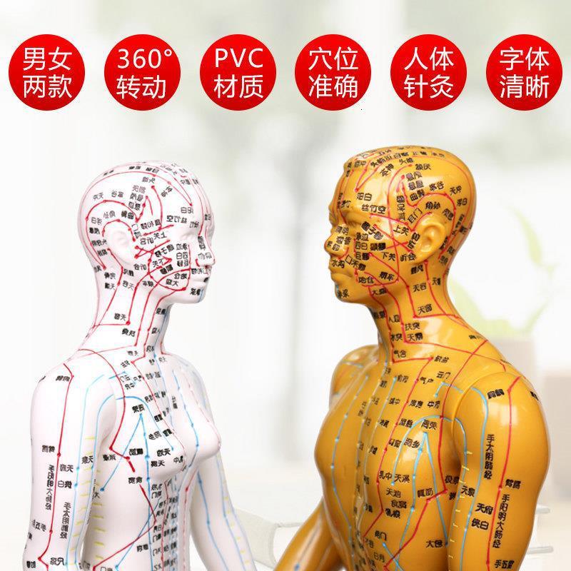 Mô hình cơ thể theo YHCT