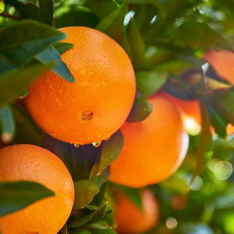 [苏鲜生]正宗江西赣南脐橙橙江西赣南脐橙橙子 净重4.