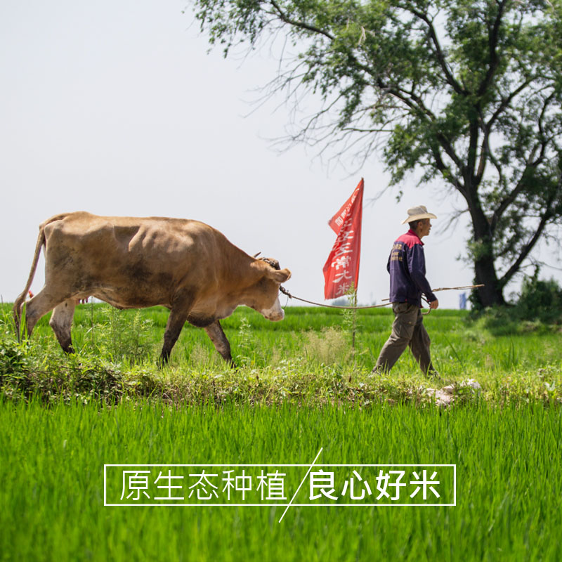 米妹妹 东北鲜香贡米 5kg高清大图