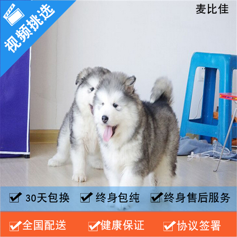 麦比佳 纯种巨型阿拉斯加幼犬活体宠物 熊版十字脸阿拉斯加雪橇犬 双血统烟灰色桃脸阿拉斯加幼犬巨大型雪橇犬阿拉斯加犬高清大图