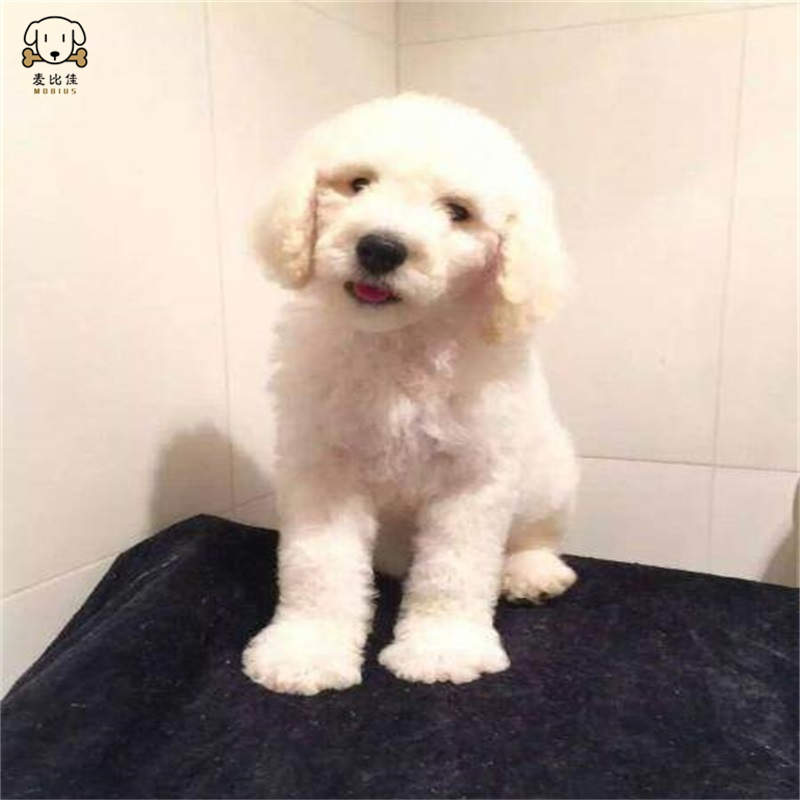 巨型贵宾犬幼犬狗狗活体巨贵幼犬纯种血统巨大型泰迪贵宾宠物狗卷毛贵宾大型泰迪狗健康保障视频挑选高清大图