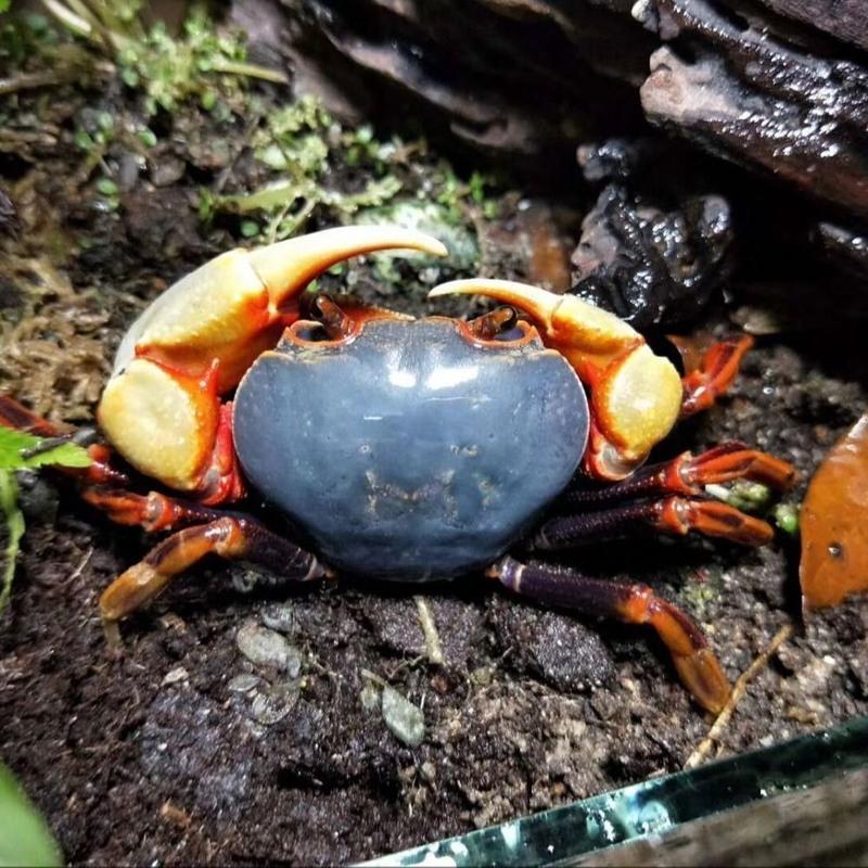 背甲3cm左右 观赏蟹宠物蟹南海溪蟹淡水蟹寄居蟹相手蟹豹点蟹恶魔蟹