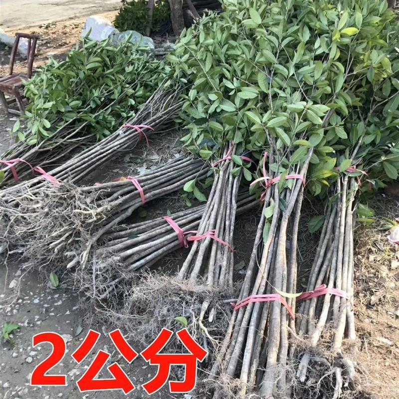 桂花树苗大树庭院地栽盆栽金桂丹桂八月桂状元红四季征地绿植花卉报价 参数 图片 视频 怎么样 问答 苏宁易购
