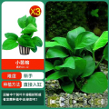 水草植物鱼缸造景莫斯阴性水榕沉木蜈蚣水培懒人增氧乌龟真草草 均码 买1发3小芭榕3盆