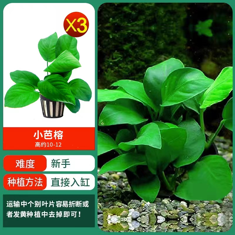 水草植物鱼缸造景莫斯阴性水榕沉木蜈蚣水培懒人增氧乌龟真草缸