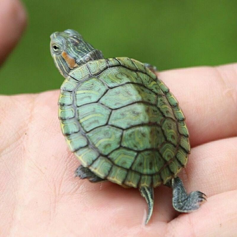 彩色小乌龟活体宠物龟网红卡通七彩小乌龟苗地摊观赏龟苗活体批发 50