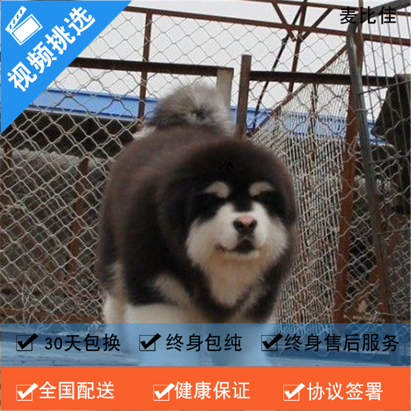麦比佳 纯种巨型阿拉斯加幼犬活体宠物 熊版十字脸阿拉斯加雪橇犬 双血统烟灰色桃脸阿拉斯加幼崽 巨大型雪橇犬阿拉斯加犬12高清大图
