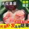 无花果树苗 地栽庭院大耐寒盆栽阳台波姬红当年结果南北方种植