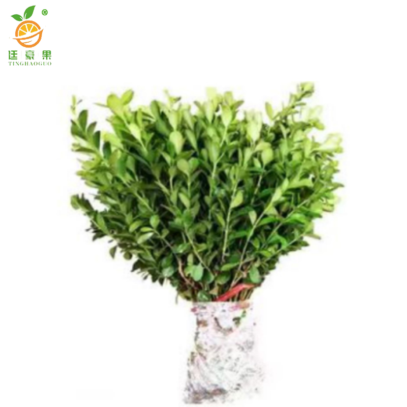 廷豪果 北海道黄杨苗 高1.6-1.7m10棵/捆高清大图