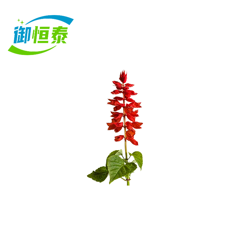 御恒泰西洋红30cm/棵高清大图
