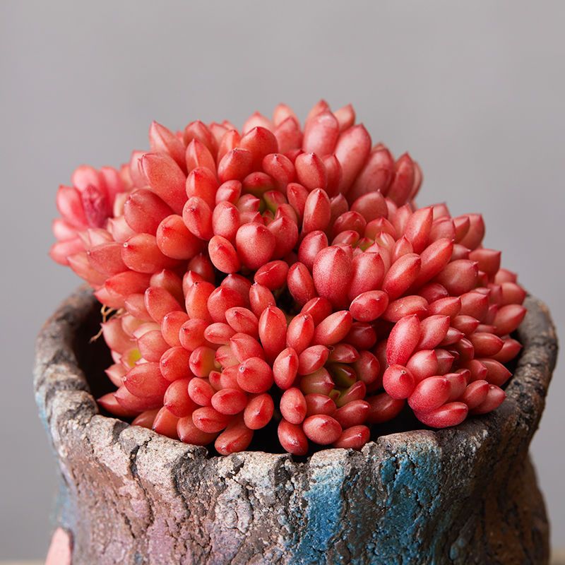 多肉植物荷花稀有花卉绿植桃蛋法师红宝石吸财树桌面盆栽好养植物