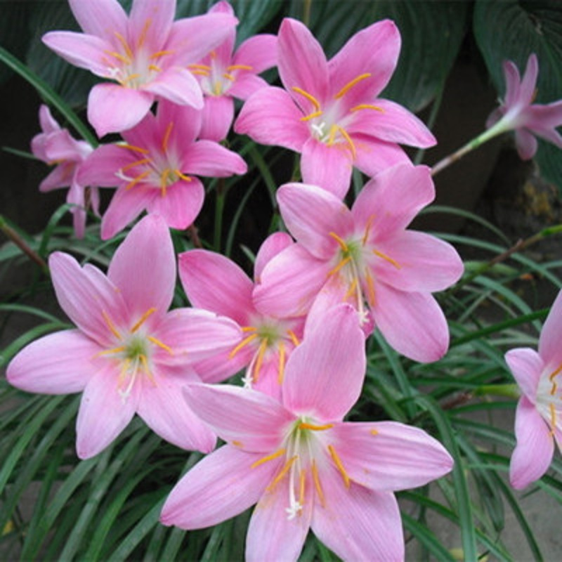 粉红色20个球风雨兰种球重瓣韭兰葱兰花苗石蒜庭院花坛四季花卉绿植