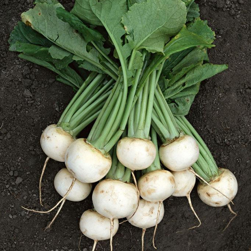 白樱桃小萝卜种子春季秋季冬季四季盆栽阳台大田脆甜水果萝卜种籽