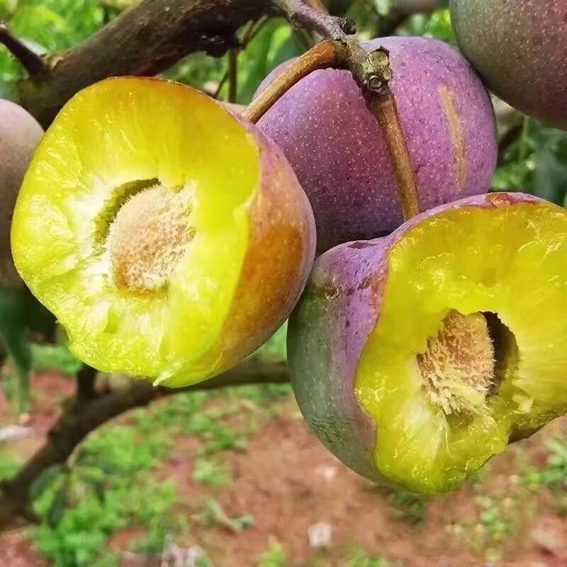 [一贤生鲜]四川新鲜茵红李 3斤装 新鲜李子 酸甜可口 西沛