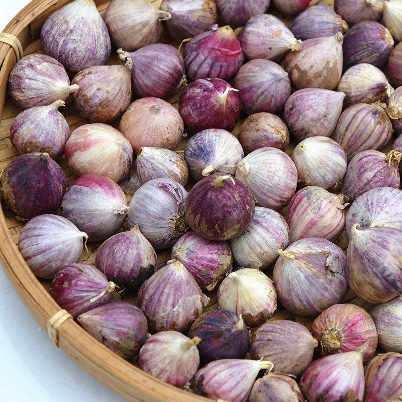 独蒜紫皮迷你小独头蒜紫皮独头蒜大蒜头新蒜农家特产