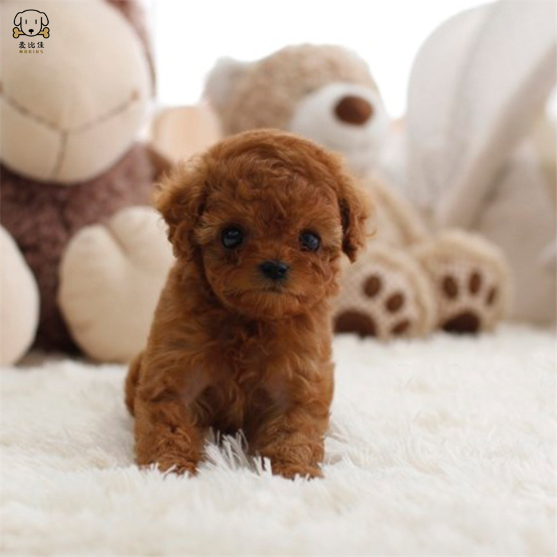 麦比佳 泰迪犬活体狗狗幼犬 纯种血统级长不大卷毛泰迪熊犬玩具型标准型微小体茶杯犬泰迪贵宾富贵狗视频挑选高清大图