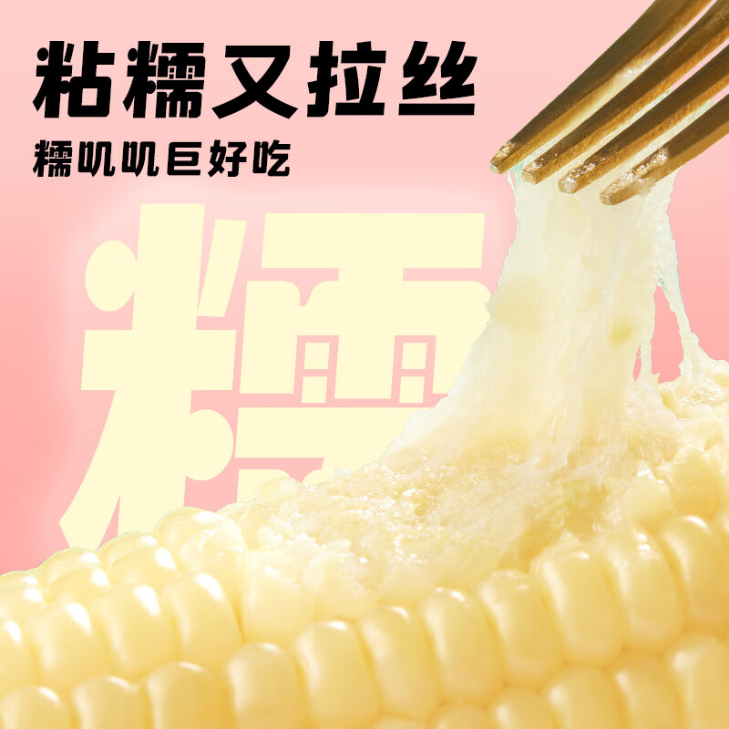 十月稻田白糯玉米段8段皮薄肉嫩东北东北黏苞米 早餐粗粮 真空包装高清大图