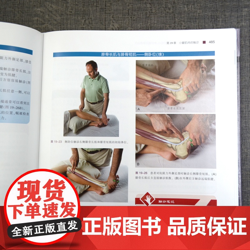 书]肌肉与骨骼触诊手册:基于扳机点、牵涉痛及牵伸治疗(第2版) 肌肉骨骼系统体表解剖触诊 手法治疗物理治疗师高清大图
