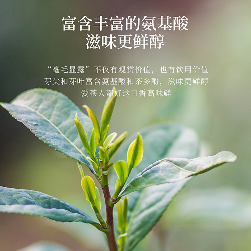 碧螺2025年春茶绿茶苏州东山茶厂碧螺春特级一等50g明前新茶头采罐装高清大图