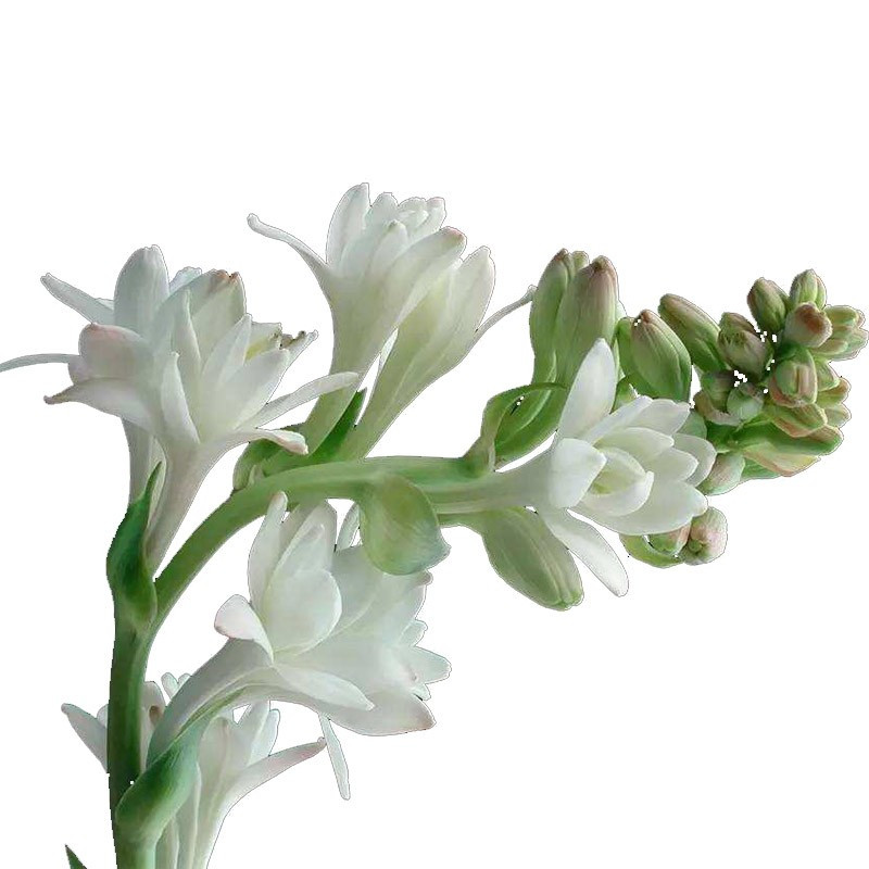 晚香玉种球浓香夜来香月下香茉莉盆栽花苗四季庭院室外阳台花卉报价 参数 图片 视频 怎么样 问答 苏宁易购