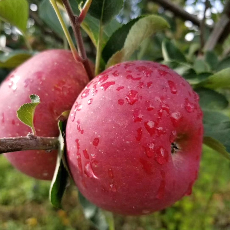 鲜贝达精选盐源丑苹果净重5斤装果径70mm以上
